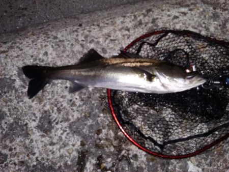 『バグる』でシーバス２匹！